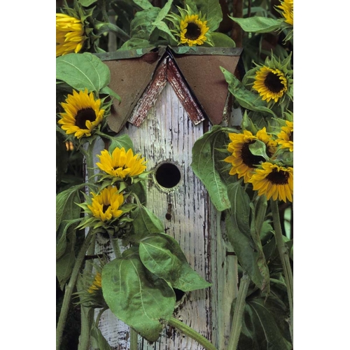 Pennsylvania Birdhouse and garden sunflowers